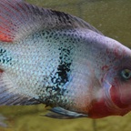 Vieja maculicauda