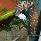 Synodontis angelicus