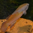 Pachypanchax omalonotus