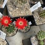 Lobivia hertrichiana