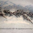 Synodontis sp. polli white