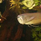 Arowana, Osteoglossum bicirrhosum
