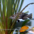 Lepidiolamprologus kendalli