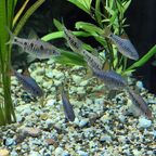 Oliotius oligolepis