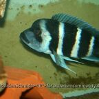 Cyphotiapia giberrosa blue Zaire moba WF