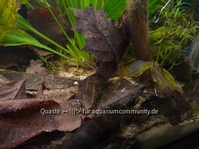 Apistogramma borellii