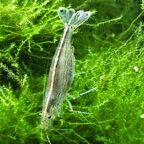 Caridina multidentata im Moos