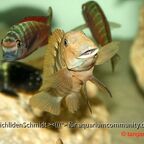 Eretmodus Bulu Point