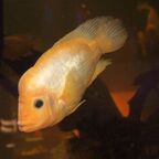 Amphilophus citrinellus (Günther, 1864)