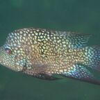 Herichthys carpintis