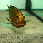 Petrochromis trewavasae WF