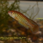 Simpsonichthys punctulatus