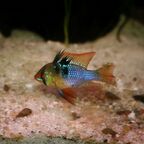 Mikrogeophagus ramirezi