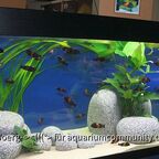 Aquarium mit Tropheus moorii "Bemba"