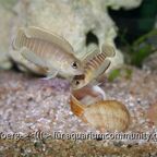 Neolamprologus brevis Narambo Zaire
