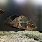 Astronotus ocellatus