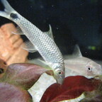 Pinselalgenfresser - Crossocheilus reticulatus