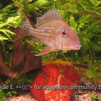 Geophagus winemilleri