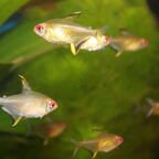 Hyphessobrycon pulchripinnis