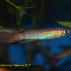 Epiplatys aff. infrafasciatus "Makondo 2017"