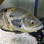 Astronotus ocellatus