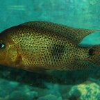 Darienheros calobrensis Männchen