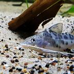 Pimelodus pictus