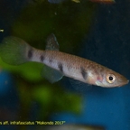 Epiplatys aff. infrafasciatus "Makondo 2017"