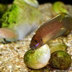 Neolamprologus brevis Chaitika