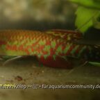 Scriptaphyosemion geryi