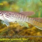 Fundulopanchax sjoestedti "Blau"