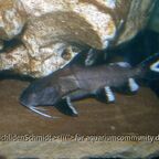 Synodontis granulosus