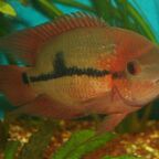 Hypselecara temporalis