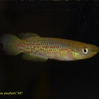 Pachypanchax playfairii "Aquariumstamm"