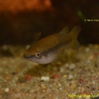 Pachypanchax sp. "Sofia" 2016