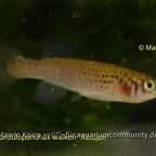 Fundulopanchax walkeri "Abidjan"