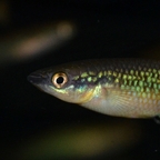 Pachypanchax varatraza​​​ Männchen