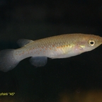 Pachypanchax playfairii "Aquariumstamm" Weibchen