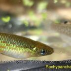 Pachypanchax playfairii "SEY 05, La Digue"