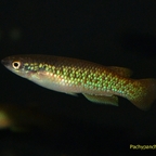 Pachypanchax varatraza​​​ Männchen
