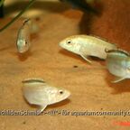 Labidochromis caeruleus