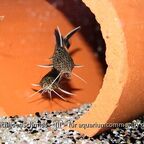 Synodontis petricola