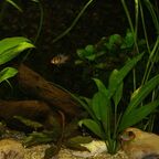 Mikrogeophagus ramirezi