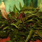 Cryptocoryne