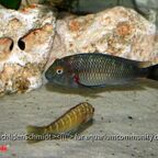 Tropheus moorii Chaitika