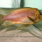 Petrochromis trewavasae WF