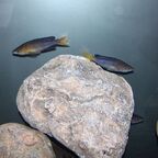 Nachzucht Männchen von Cyprichromis sp. leptosoma Azuri Kekese