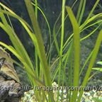 Vallisneria nana 'Tiger'