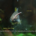 Epiplatys infrafasciatus "Funge"
