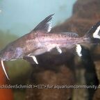 Synodontis granulosus